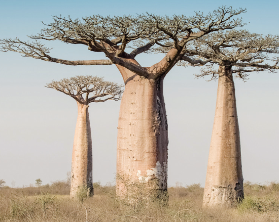 綠色王國的抗旱能手